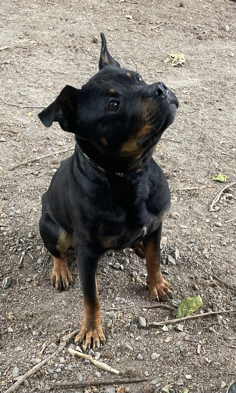 A young large-sized male Black Rottweiler dog named Weiler for adoption in Heathsville, VA