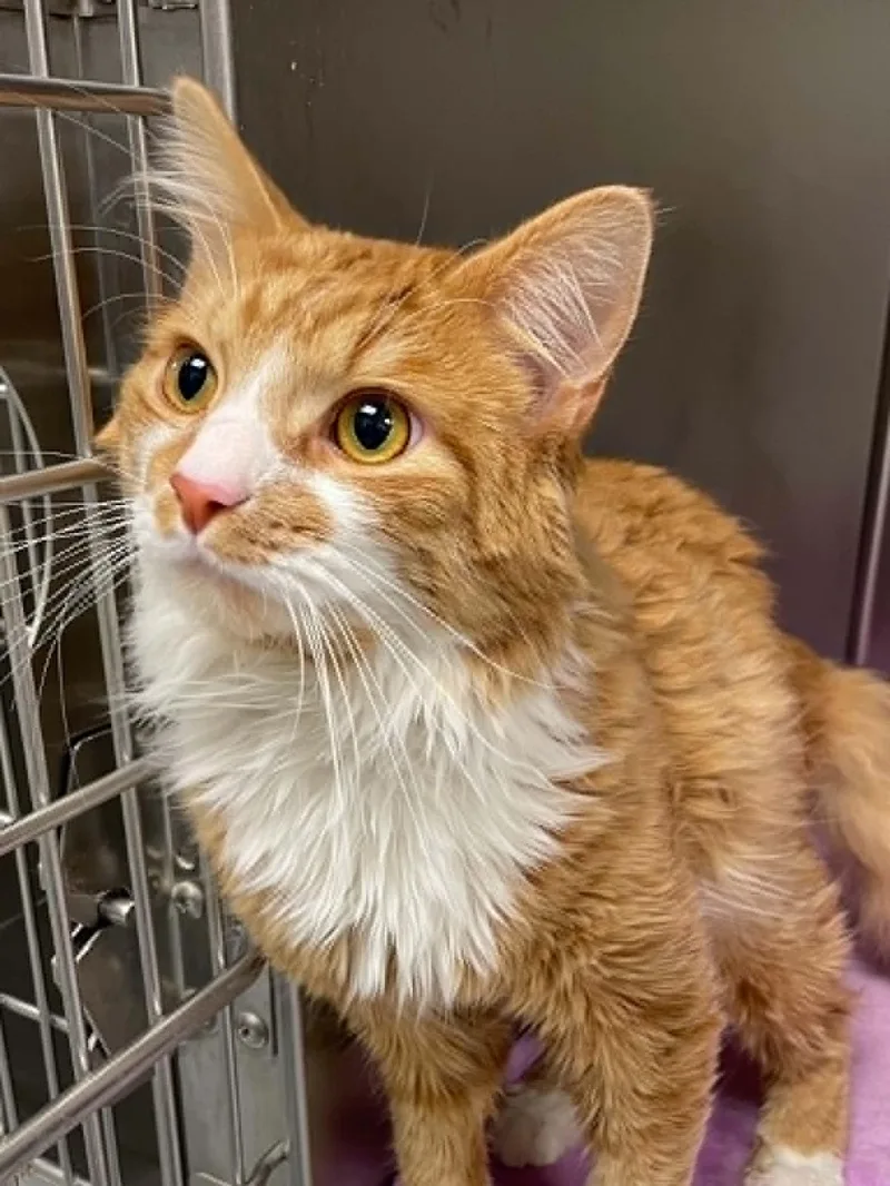 An adult medium-sized male Extra-Toes Cat / Hemingway Polydactyl cat named Simba for adoption in Covington, VA