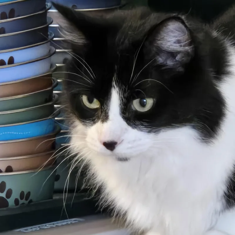 An adult large-sized female Black & White / Tuxedo Domestic Medium Hair cat named Frankie and Sami for adoption in Wells, ME
