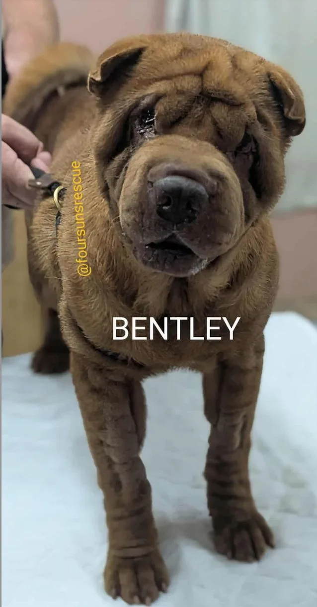Bentley thumbnail 2