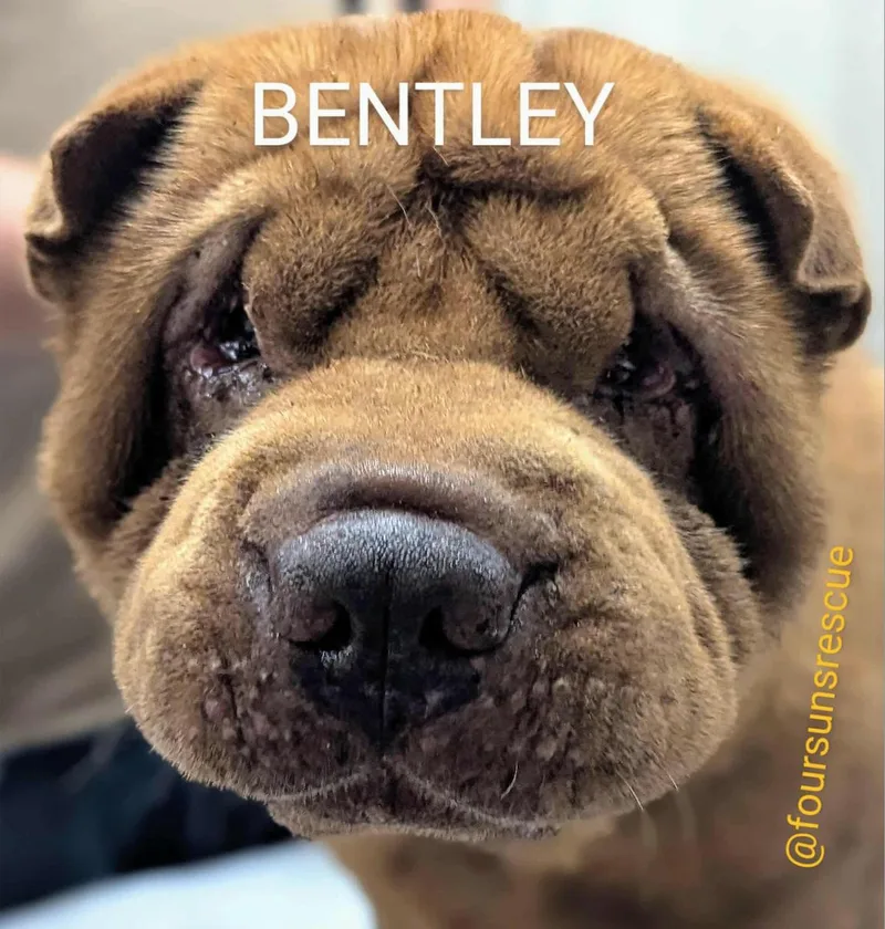 Bentley thumbnail 3