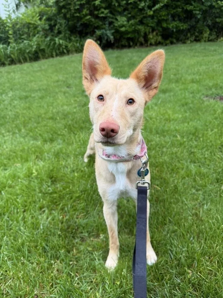 A young small-sized female Yellow / Tan / Blond / Fawn Basenji dog named Aubrey for adoption in Manhattan, NY