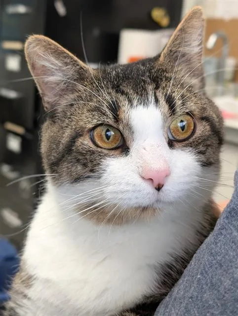 A young medium-sized male Domestic Short Hair cat named Xavier for adoption in Canfield, OH
