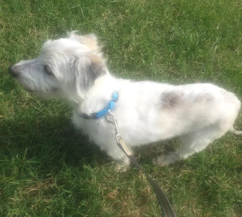 An adult small-sized male White / Cream Dachshund (Miniature Long Haired) dog named Cash for adoption in Altus, OK