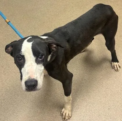 An adult medium-sized male Mixed Breed dog named Babaco for adoption in Chamblee, GA