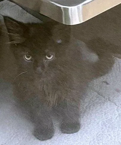 A baby medium-sized male Domestic Long Hair cat named Fidget A for adoption in Plano, TX