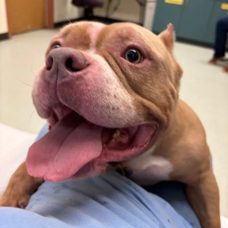 An adult large-sized male Yellow / Tan / Blond / Fawn Pit Bull Terrier dog named Tanner for adoption in Springfield, MA