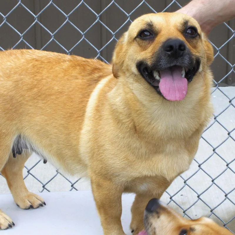 An adult small-sized female Yellow / Tan / Blond / Fawn Corgi dog named Tater for adoption in Carrollton, OH