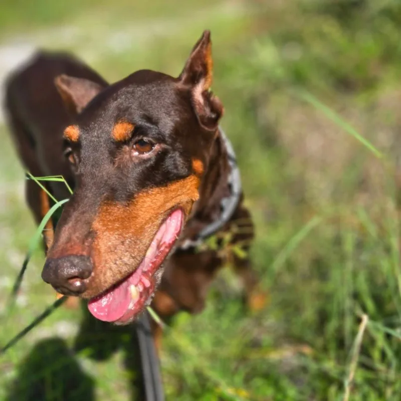 A young medium-sized female Doberman Pinscher dog named Dolly for adoption in Oakland Park, FL