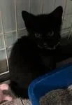A baby medium-sized female Black Domestic Short Hair cat named Harriet for adoption in Heathsville, VA