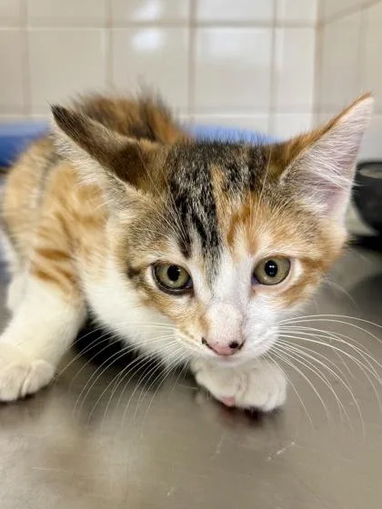 A young small-sized female Domestic Short Hair cat named Gnat for adoption in San Antonio, TX