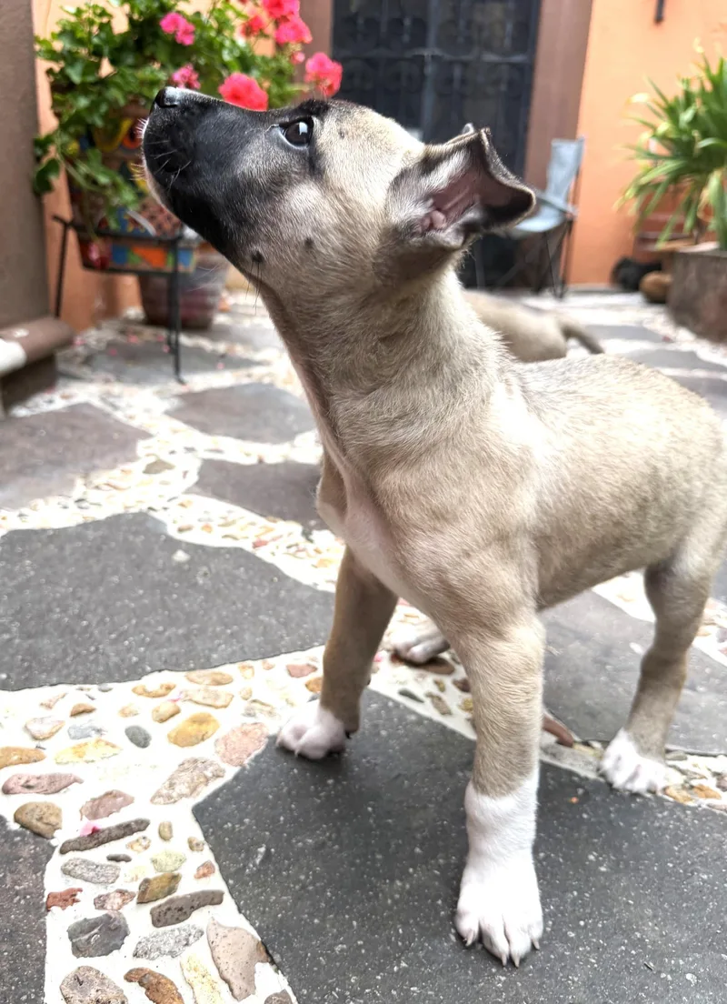 A baby medium-sized male Bicolor Belgian Shepherd / Malinois dog named Buzz for adoption in Austin, TX