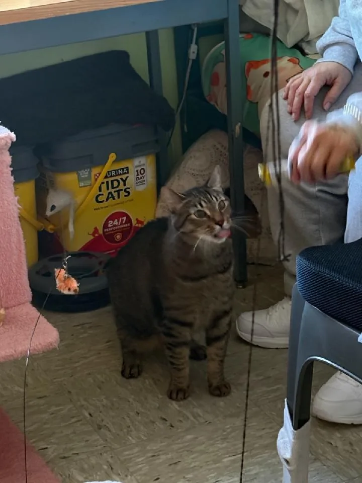 An adult large-sized male Domestic Short Hair cat named Rascal for adoption in Rochester, WA