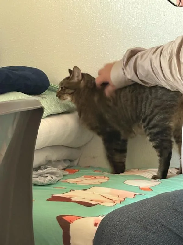 Rascal thumbnail 2