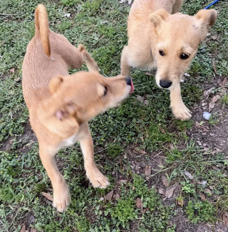 A young small-sized male Cairn Terrier dog named Orange for adoption in Louise, TX
