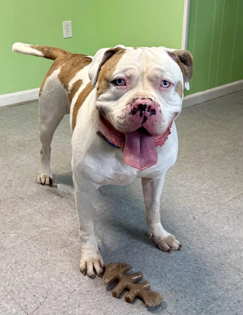 A young extra large-sized male American Bulldog dog named Benny for adoption in Spring Lake, NJ