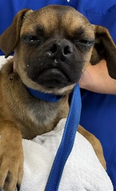 A baby small-sized male Pug dog named Orion for adoption in San Bernardino, CA