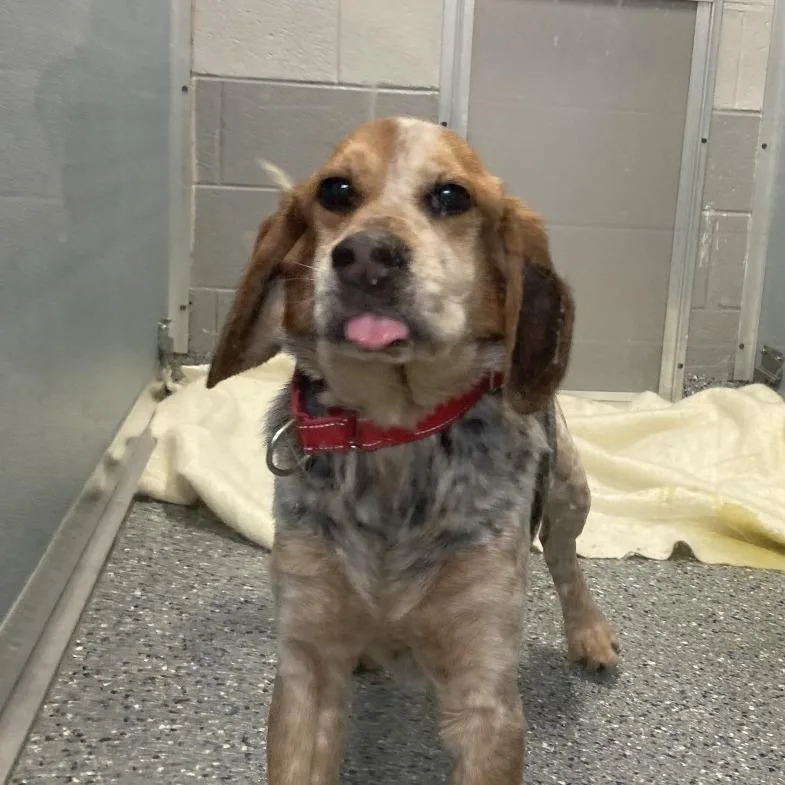 Mojo Jo Jo thumbnail 2