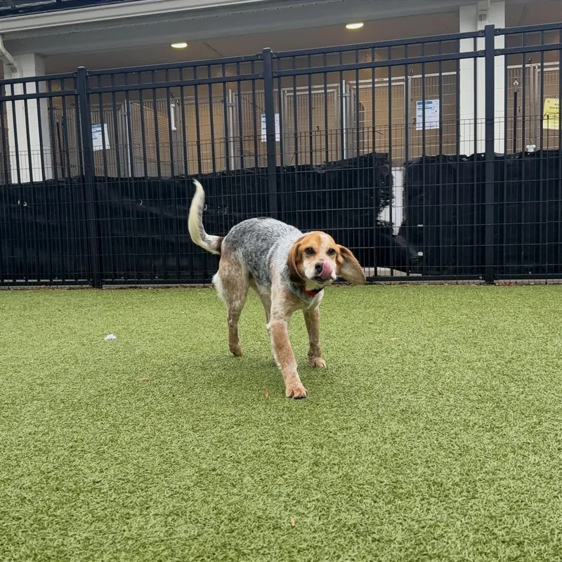 Mojo Jo Jo thumbnail 3