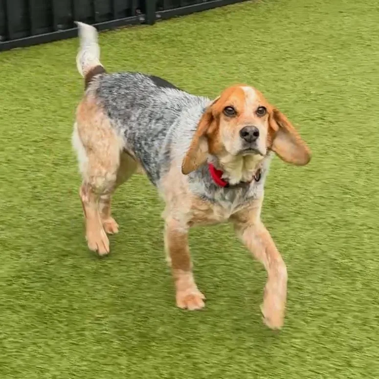 Mojo Jo Jo thumbnail 4