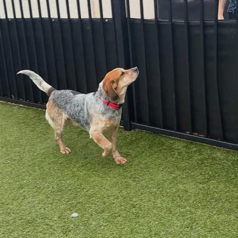 Mojo Jo Jo thumbnail 5