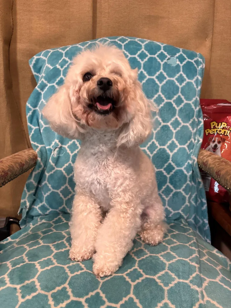 An adult small-sized female Maltese dog named Roxie Jun for adoption in Pacolet, SC