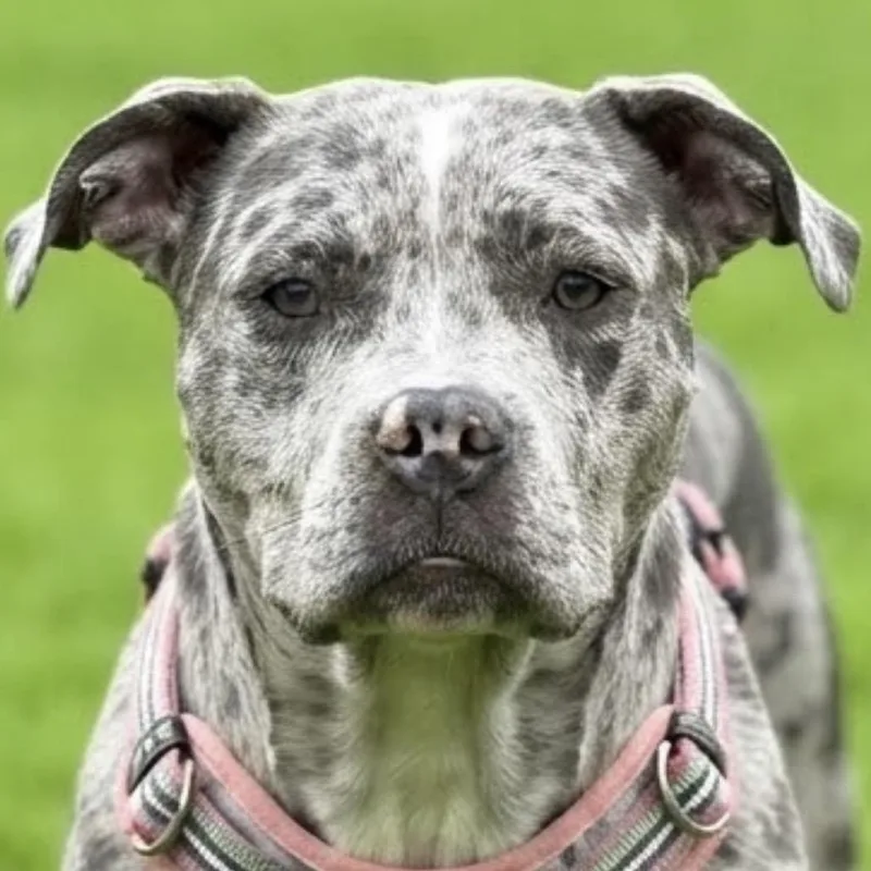 An adult medium-sized female Gray / Blue / Silver Pit Bull Terrier dog named Sparkles for adoption in Las Vegas, NV