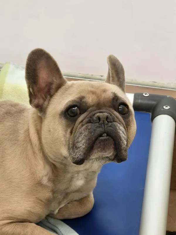 An adult small-sized male French Bulldog dog named Pete for adoption in Kennewick, WA