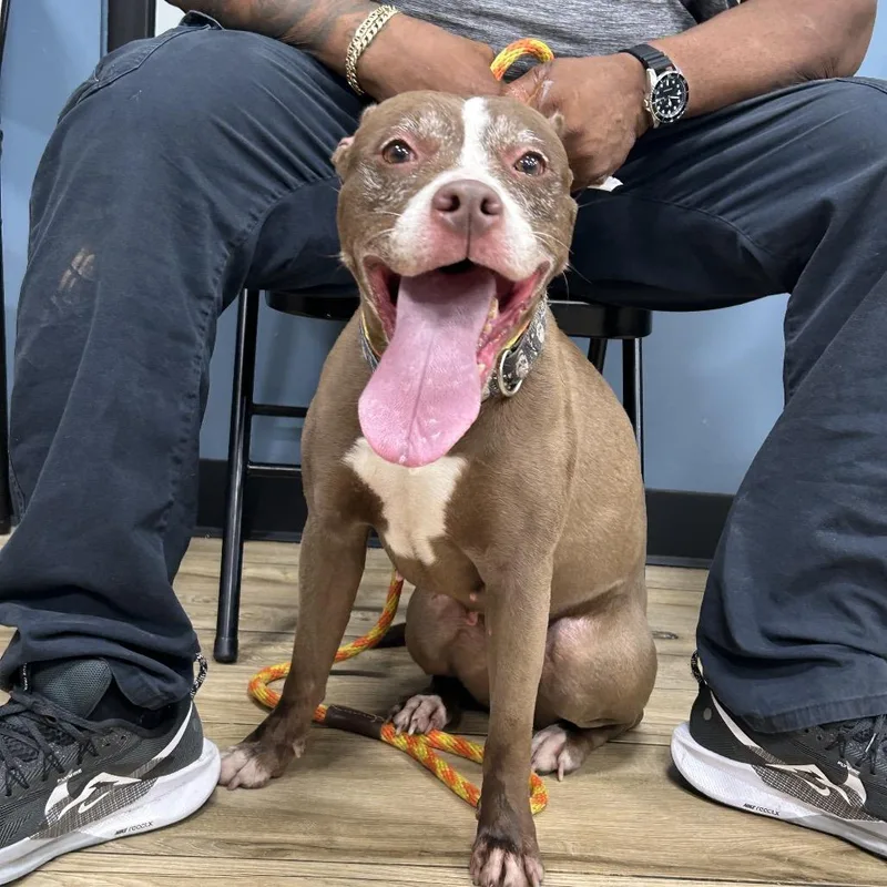 An adult medium-sized female Brown / Chocolate Pit Bull Terrier dog named Hershey for adoption in Newark, NJ