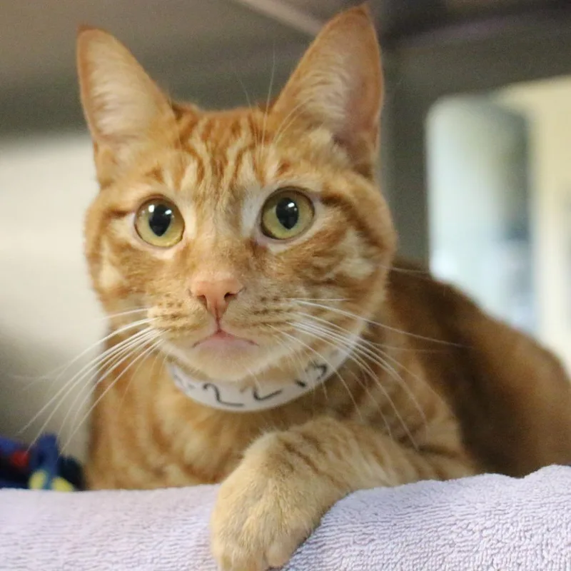 An adult large-sized male Orange / Red Domestic Short Hair cat named Tony for adoption in Pasadena, CA