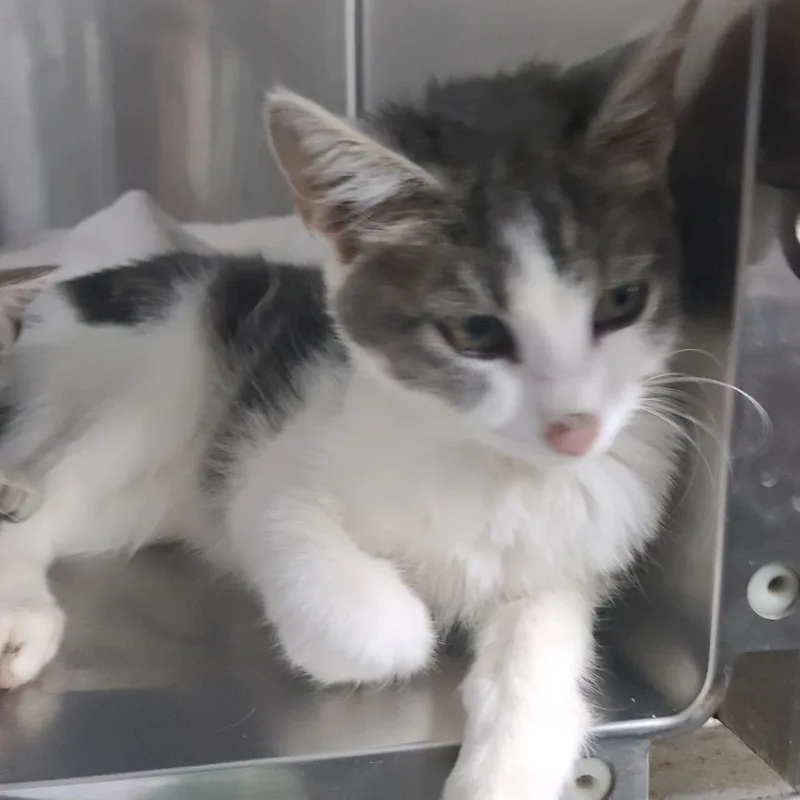 A baby small-sized male Gray / Blue / Silver Domestic Short Hair cat named Ghoul for adoption in Russellville, KY
