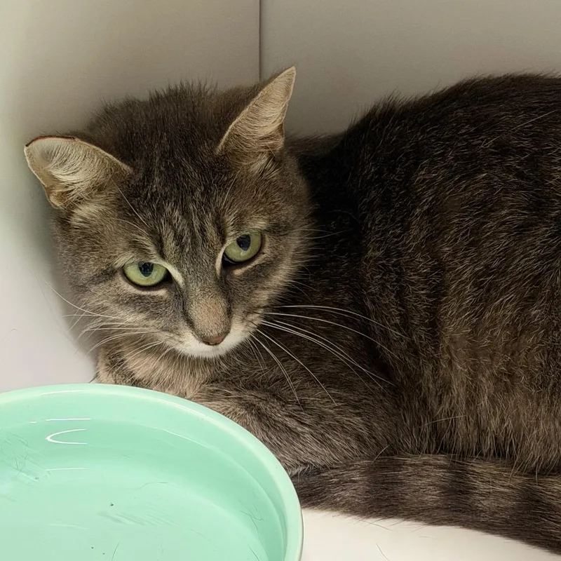 A young medium-sized female American Shorthair cat named Gwen Sr. for adoption in mount vernon, AR