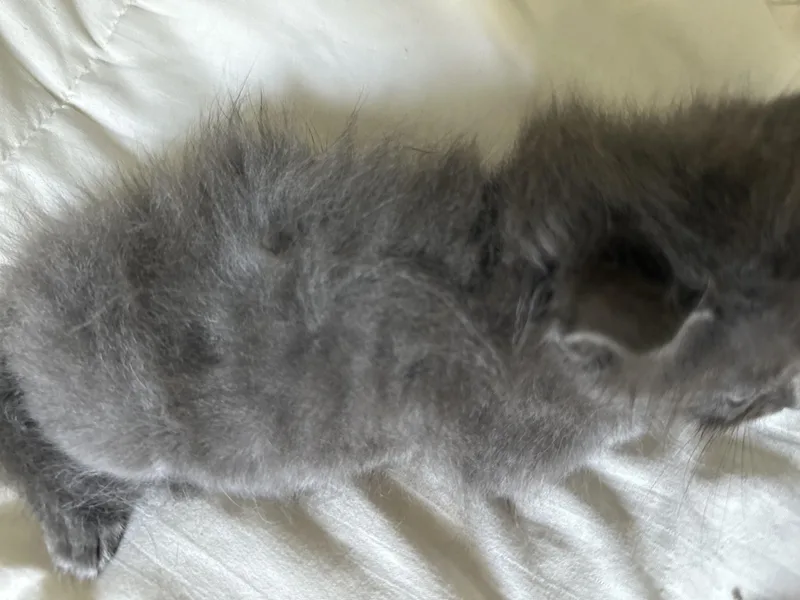 Lalababy Long Fur thumbnail 2