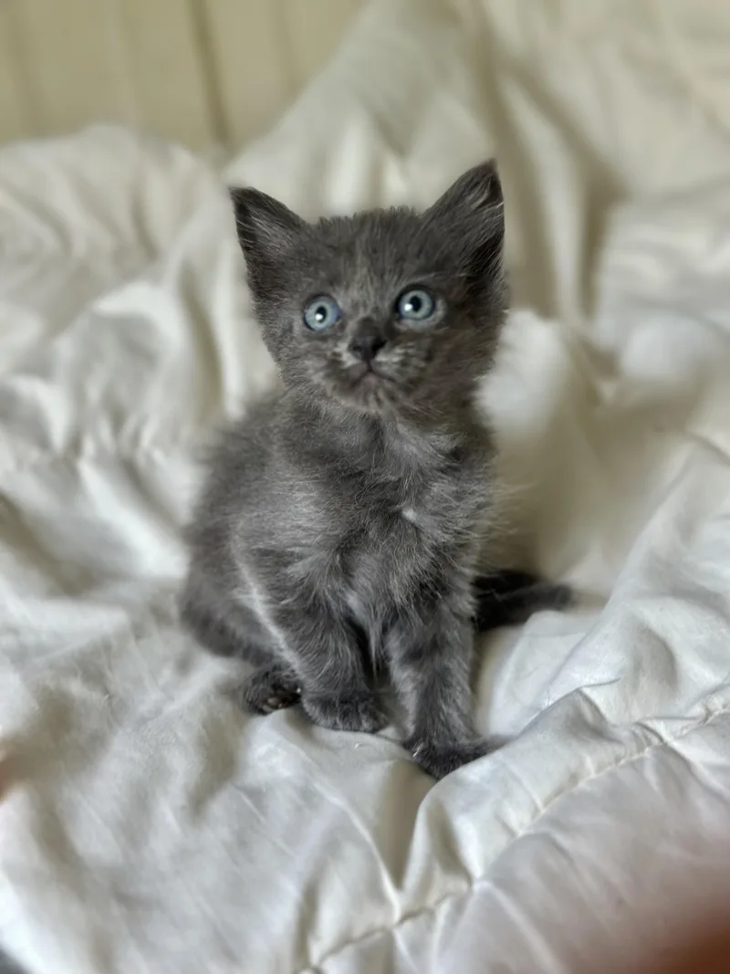 Lalababy Long Fur thumbnail 3