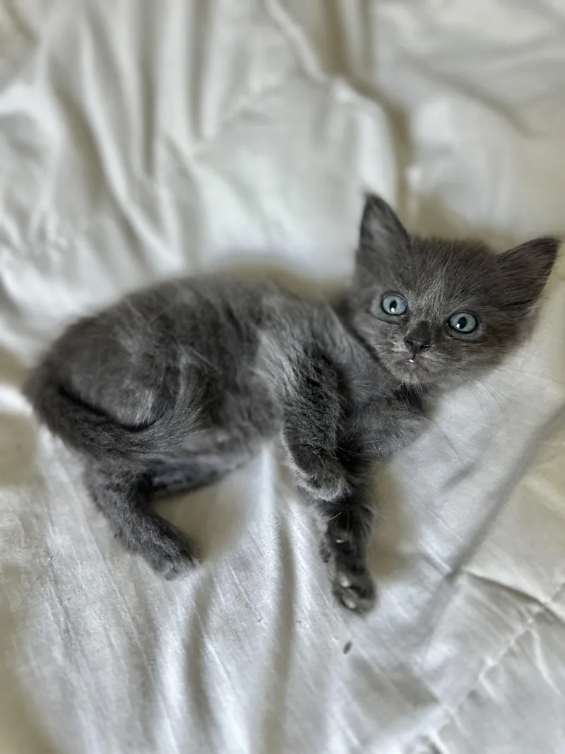 Lalababy Long Fur thumbnail 4