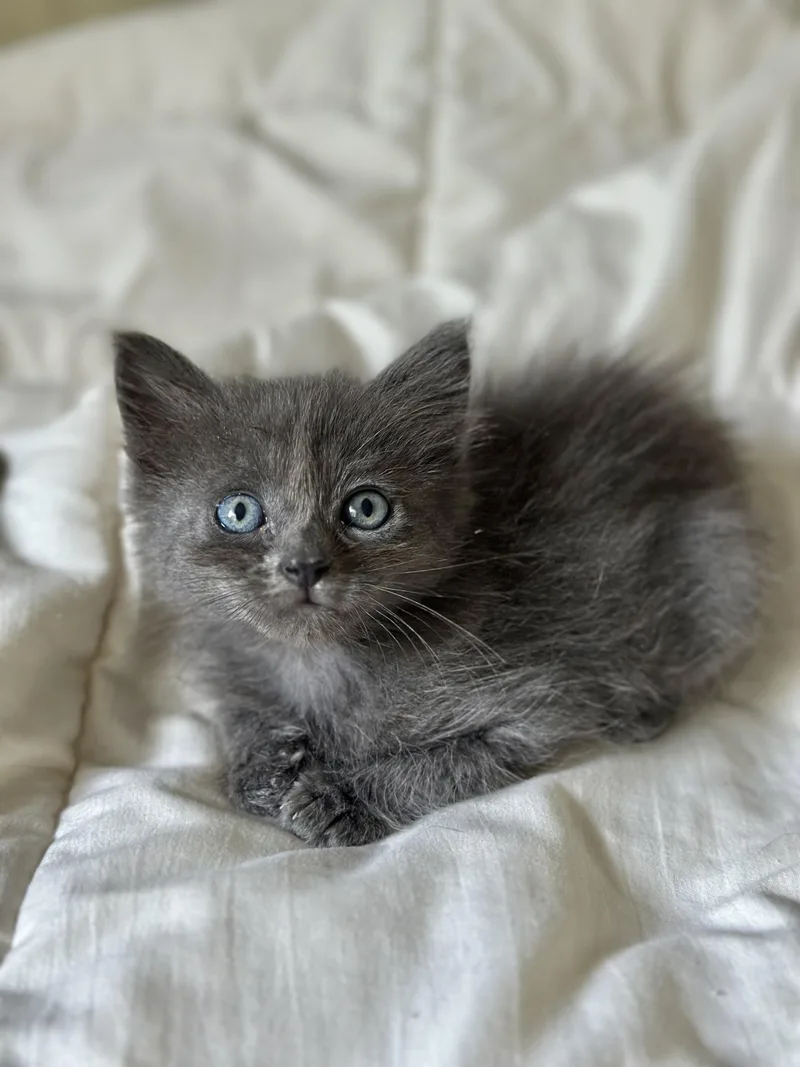 Lalababy Long Fur