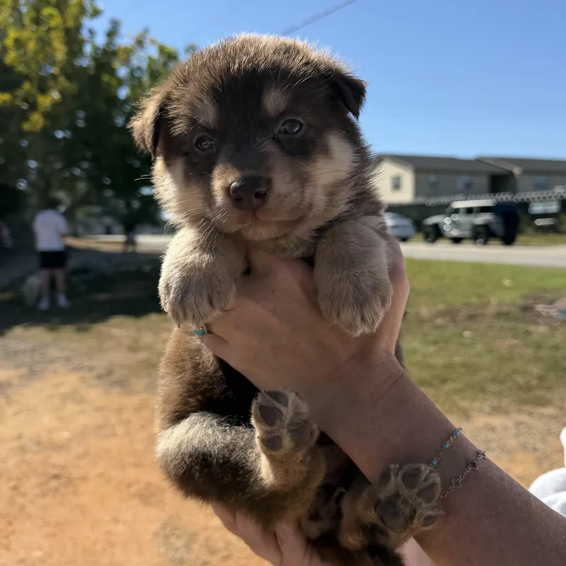 A baby medium-sized female Brown / Chocolate German Shepherd Dog dog named Barracuda for adoption in Columbia, SC