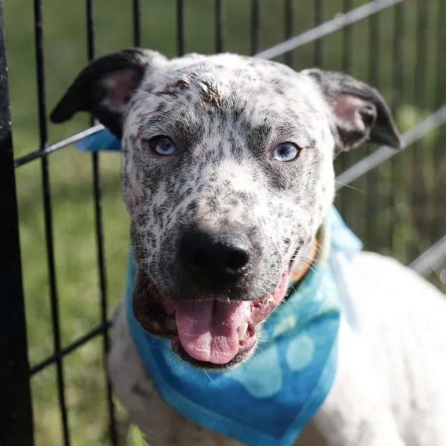 A young medium-sized male American Staffordshire Terrier dog named Uno for adoption in San Antonio, TX