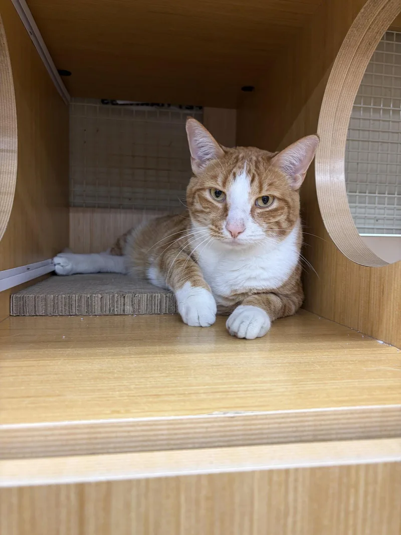An adult medium-sized male Orange & White Domestic Short Hair cat named Amos for adoption in Herndon, VA