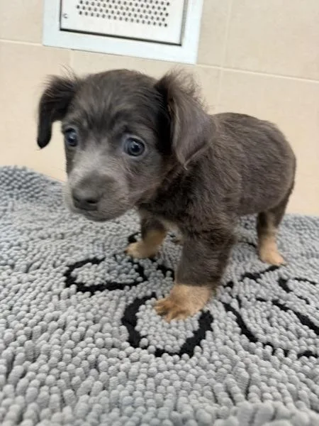A baby medium-sized male Pit Bull Terrier dog named Hokey Pokey for adoption in Stratham, NH