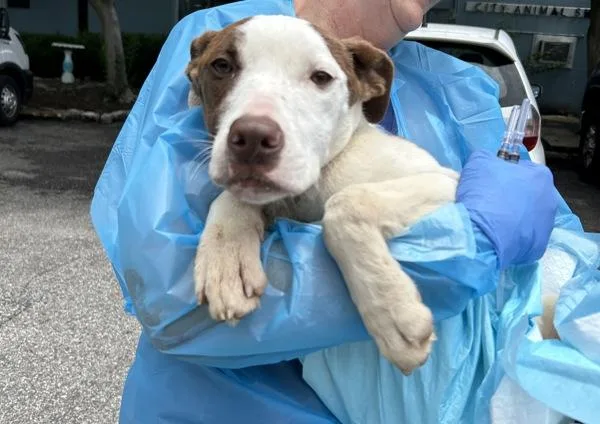 A young medium-sized female Pit Bull Terrier dog named Bomi for adoption in Mobile, AL
