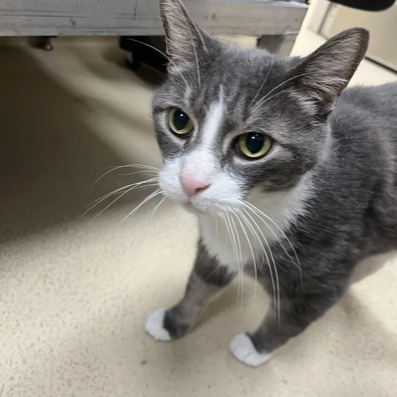 A senior medium-sized male Domestic Short Hair cat named Plum for adoption in Greenwich, CT