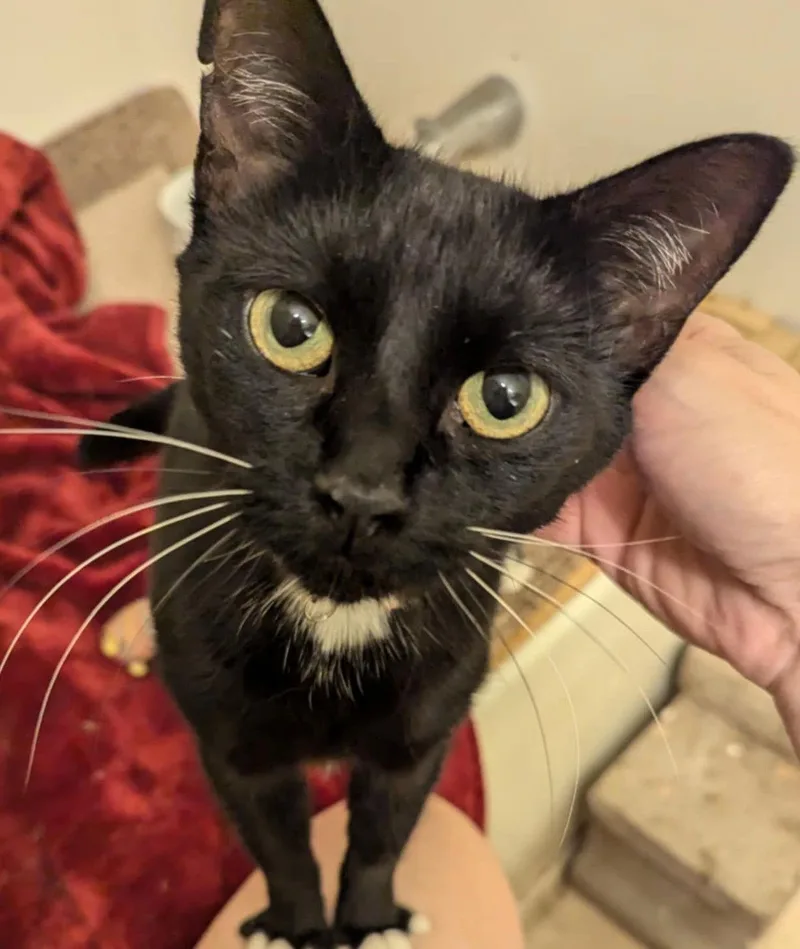 Thunderbird thumbnail 2