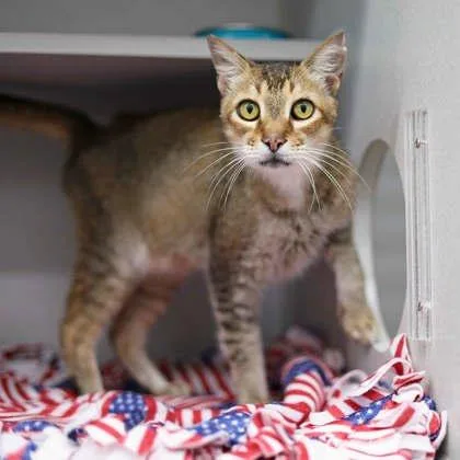 An adult small-sized male Brown / Chocolate Domestic Short Hair cat named Teddy for adoption in Atlanta, GA