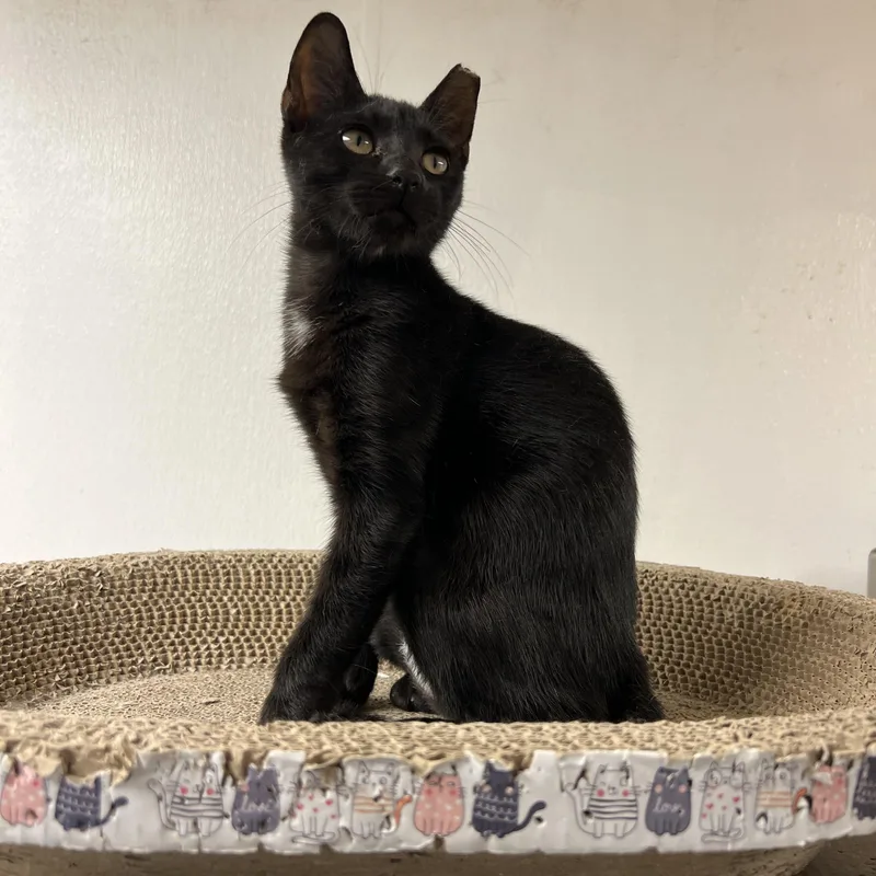 A young medium-sized female Domestic Short Hair cat named Onyx for adoption in Palmetto, FL