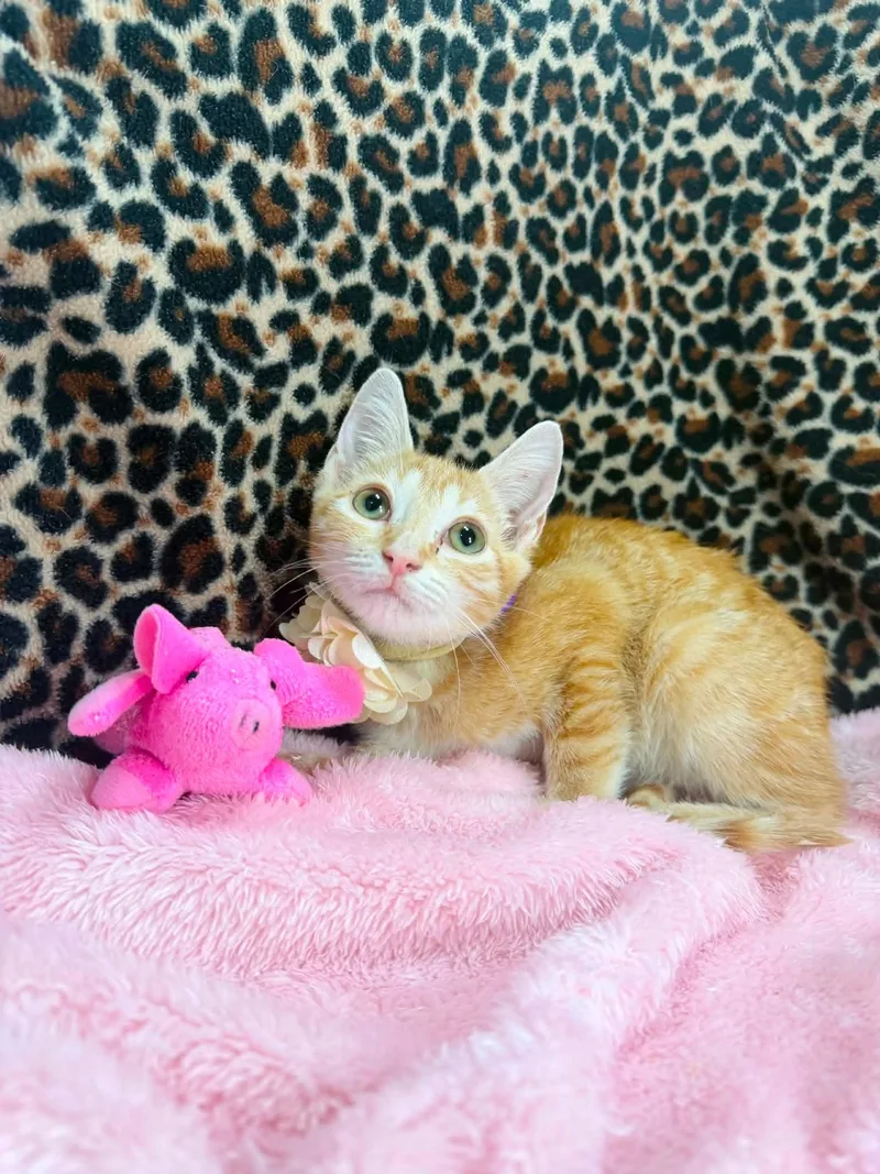 A baby medium-sized female Orange / Red Domestic Short Hair cat named Chameleon for adoption in Tavares, FL