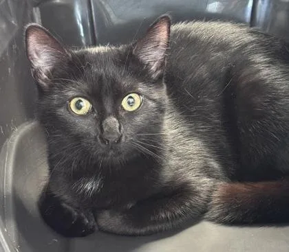 A baby small-sized female Domestic Short Hair cat named Beyonceฬ for adoption in West Chester, PA