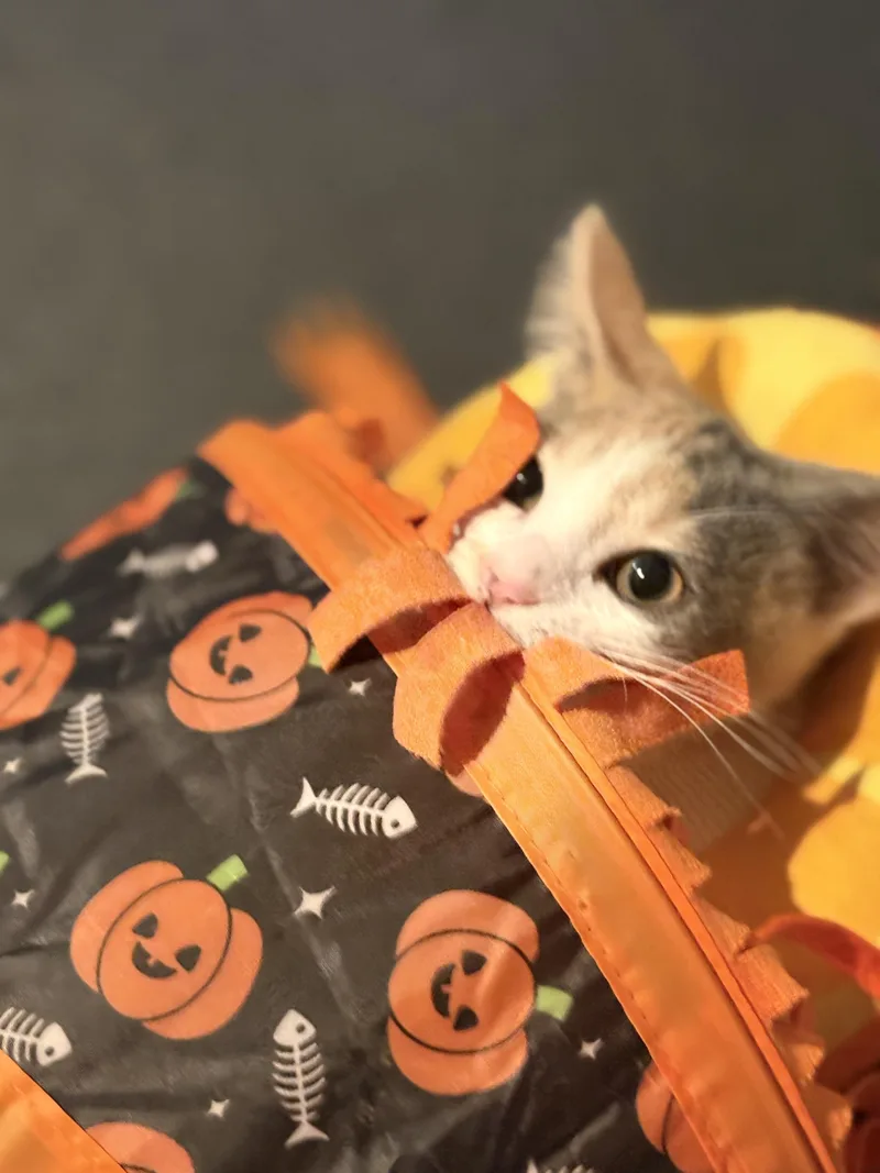 A baby medium-sized female Dilute Calico cat named Judy for adoption in Woodinville, WA