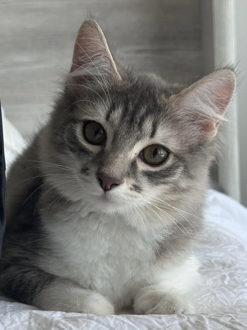 A baby medium-sized female Domestic Medium Hair cat named Sophie and Chloe for adoption in Los Angeles, CA
