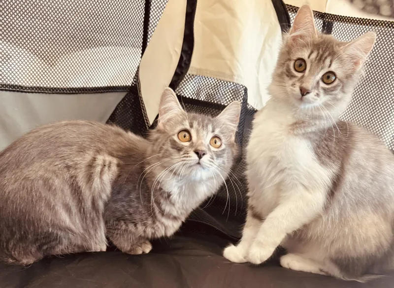 Sophie and Chloe thumbnail 6